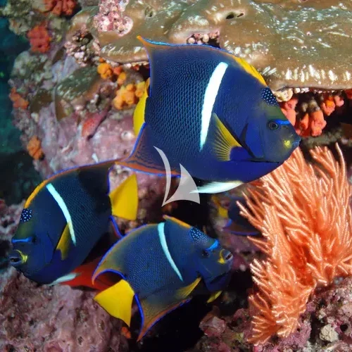 Raja Ampat
