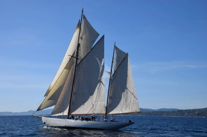 Black Swan - under sails 