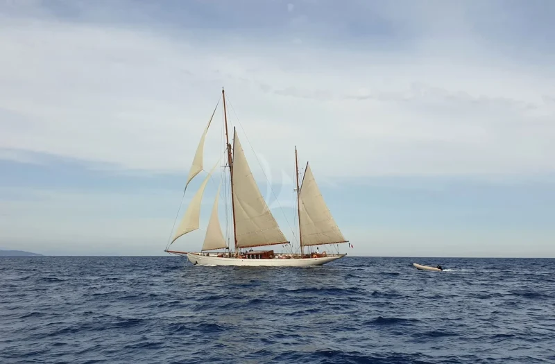 Black Swan - under sails