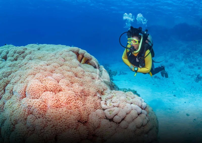 Diving 